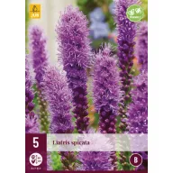 Višegodišnja Liatris spicata 5 kom JUB
