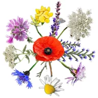   Vadvirágom autohtona mađarska mješavina sjemena cvijeća Méheske 2.0 50g