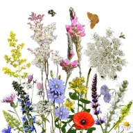   Vadvirágom autohtona mađarska mješavina cvjetnog sjemenja Pollenanyó 5 g