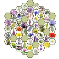   Vadvirágom autohtona mađarska mješavina sjemena cvijeća Pčela Ne? 50g