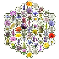   Moje divlje cvijeće autohtona mađarska mješavina cvjetnih sjemenki Zümmögde 50 g