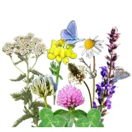   Vadvirágom autohtona mađarska mješavina cvjetnog sjemena Cvjetni autohtoni travnjak 50 g