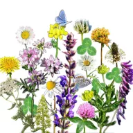   Moje divlje cvijeće autohtona mađarska mješavina cvjetnog sjemena Cvjetni izvorni travnjak Extra 50 g