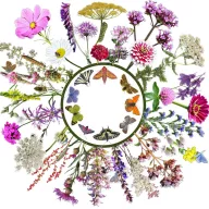   Vadvirágom autohtona mađarska mješavina cvjetnog sjemena Mamac za leptire 2.0 5g