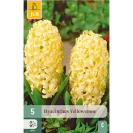 Lukovica zumbula Yellowstone 5 kom JUB