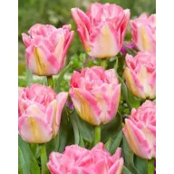 Lukovica tulipana Pink Delight 7 kom JUB