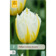 Lukovica tulipana Lemon Beauty 7 kom JUB