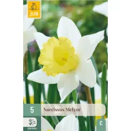Cvjetna lukovica Narcis Melyor 5 kom JUB