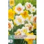 Cvjetna lukovica narcisa dvostruka mješavina 5 kom JUB
