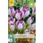 Lukovice krokusa Vanguard 10 kom JUB