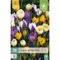 Lukovice cvjetnica Krokus Mješavina vrsta 20 kom JUB