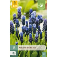   Cvjetna lukovica širokolisni muscari (Musari latifolium) 15 kom JUB