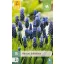 Cvjetna lukovica širokolisni muscari (Musari latifolium) 15 kom JUB