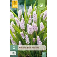 Lukovica Gyöngyike (Muscari) Pink Sunrise 3 kom JUB