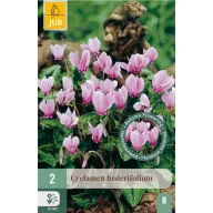 Sijalica ciklamen (Cyclamen hederifolium) 2 kom JUB