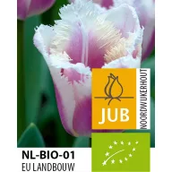BIO lukovica tulipana Siesta 7 kom JUB