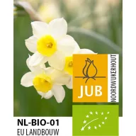 BIO cvjetna lukovica Narcis Minnow 5 kom JUB