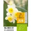 BIO cvjetna lukovica Narcis Minnow 5 kom JUB