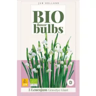   BIO cvjetna lukovica ljetna snježnica (Leucojum) Gravetye Giant 3 kom. JUB