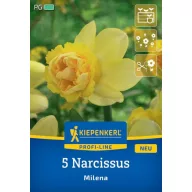 Lukovica narcisa Milena Kiepenkerl 5 kom