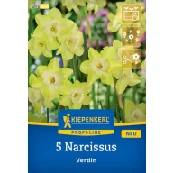 Lukovica narcisa Verdin Kiepenkerl 5 kom.