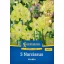 Lukovica narcisa Verdin Kiepenkerl 5 kom.