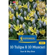   Mješavina lukovica cvijeća 10 Tulipa i 10 Muscari Sun and Sky Duo Kiepenkerl 20 kom