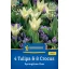 Lukovice cvijeća Mix 4 Tulipa & 8 Crocus Springtime Duo Kiepenkerl 12 kom