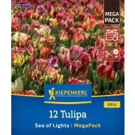 Lukovica tulipana Sea of Lights Megapack Kiepenkerl 12 kom.