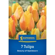   Lukovica cvijeta Tulipan 'Beauty of Apeldoorn' Kiepenkerl 7 kom