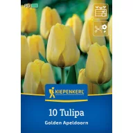 Cvjetna lukovica Tulipan Golden Apeldoorn Kiepenkerl 10 kom