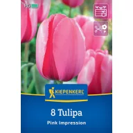 Cvjetna lukovica Tulipan Pink Impression Kiepenkerl 8 kom