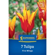 Lukovica tulipana Fire Wings Kiepenkerl 7 kom