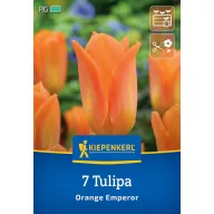 Lukovica tulipana Orange Emperor Kiepenkerl 7 kom