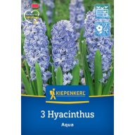 Lukovica zumbula Aqua Kiepenkerl 3 kom