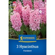 Lukovica zumbula Fondant Kiepenkerl 3 kom