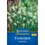 Lukovica cvijeta Proljetna tőzike (Leucojum aestivum) Kiepenkerl 5 kom