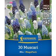 Lukovice Gyöngyike (Muscari) Mix Megapack Kiepenkerl 30 kom