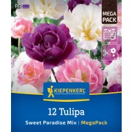   Lukovice tulipana Sweet Paradise Mix Megapack Kiepenkerl 12 kom