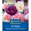 Lukovice tulipana Sweet Paradise Mix Megapack Kiepenkerl 12 kom