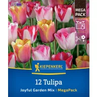   Lukovice tulipana Joyful Garden Mix Megapack Kiepenkerl 12 kom
