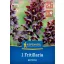 Lukovica Perzijska carska kruna (Fritillaria persica) Kiepenkerl 1 kom
