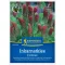 Bíborhere (Trifolium inc.) - zeleni gnoj i paša za pčele za 25 m2 Kiepenkerl