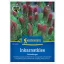 Bíborhere (Trifolium inc.) - zeleni gnoj i paša za pčele za 25 m2 Kiepenkerl
