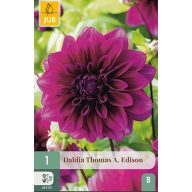 Cvjetna lukovica Dahlija Thomas A. Edison 1 kom JUB