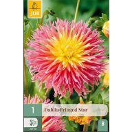 Lukovica cvijeta dalija Fringed Star 1 kom JUB