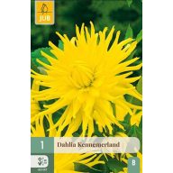 Lukovica dalije Kennemerland 1 kom JUB