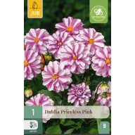 Cvjetna lukovica Dahlija Priceless Pink 1 kom. JUB