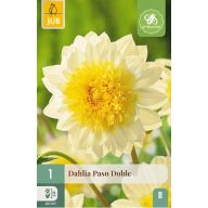 Lukovica dalije Paso Doble 1 kom JUB