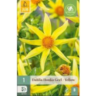Lukovica dalije Honka žuta 1 kom JUB
